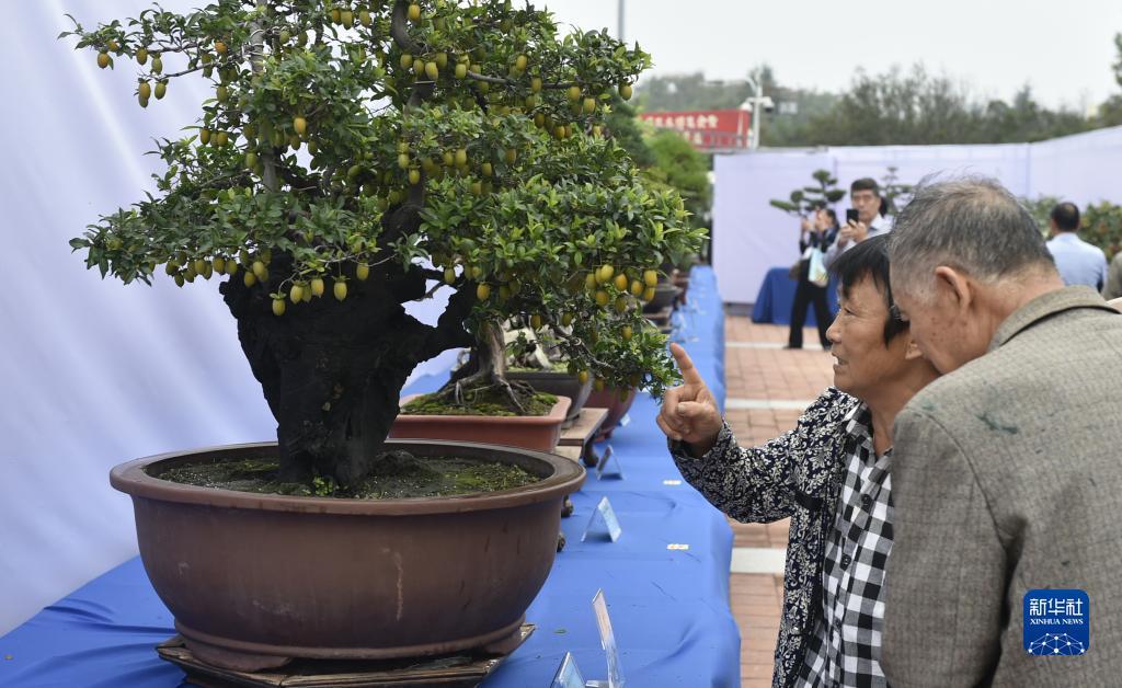 摇钱树摇钱树论坛香港